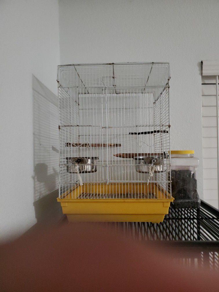 (Bird Cage)