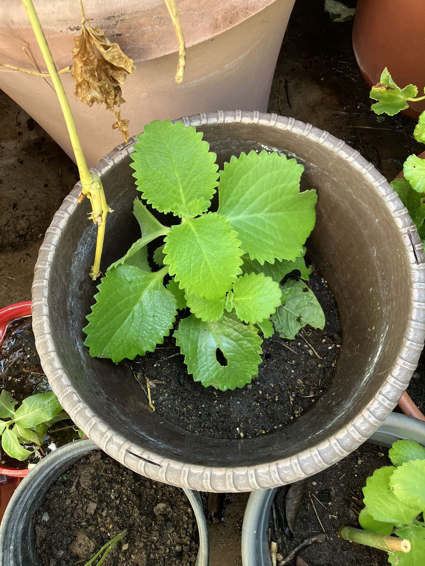 Ajwain Plant