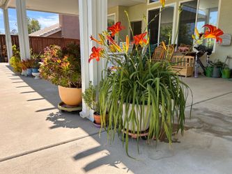 Variety garden live plants.