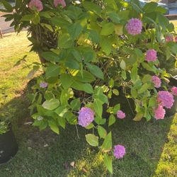 Plants For Sale