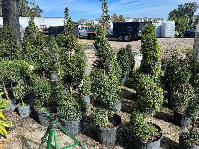 TOPIARIES SPIRAL 7GALLONS