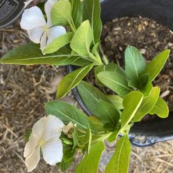 Flower Plant 