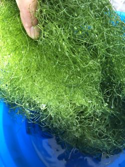 Chateo Refúgium Algae 