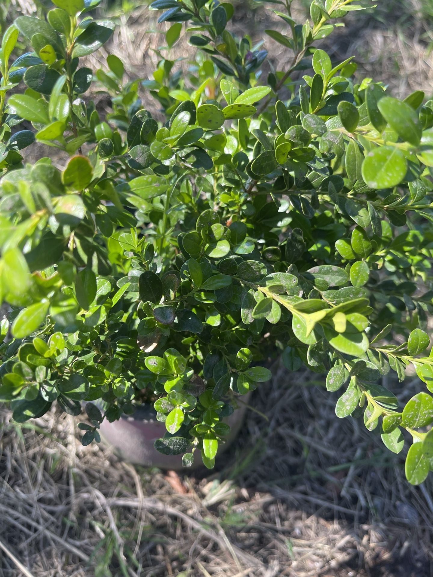 Bush For Garden $12