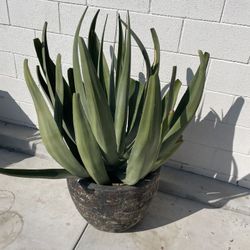 Blue Agave Large Includes Pot