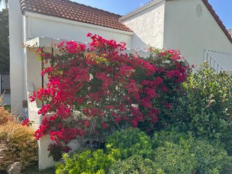 Mature Bougainvillea Plants w/ 5’x5’ Trellis – Perfect Privacy Screen/Patio Accent
