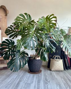 Large 4.5 ft Monstera Deliciosa with Pot 🌿