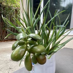Lucky jade And Aloe Vera