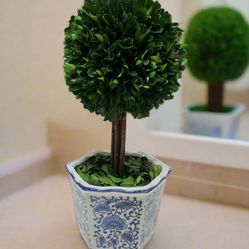 Preserved Boxwood Topiary Tree in Blue & White Ceramic Pot - Plant and Table Centerpiece Stunning Greenery and Plant Decor for Home 5.9" Diameter Topi