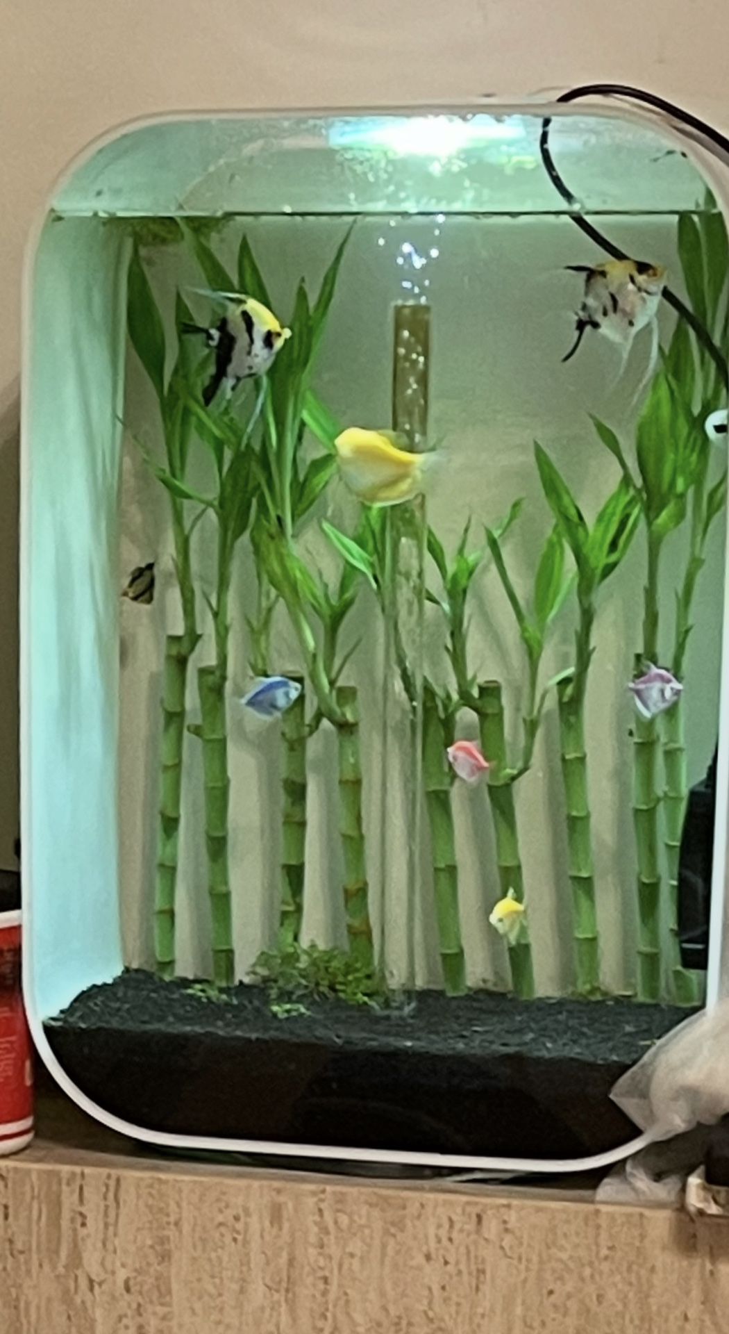 biOrb Life 60l Aquarium with MCR Lighting