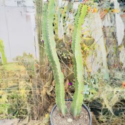 Cactus 🌵 
