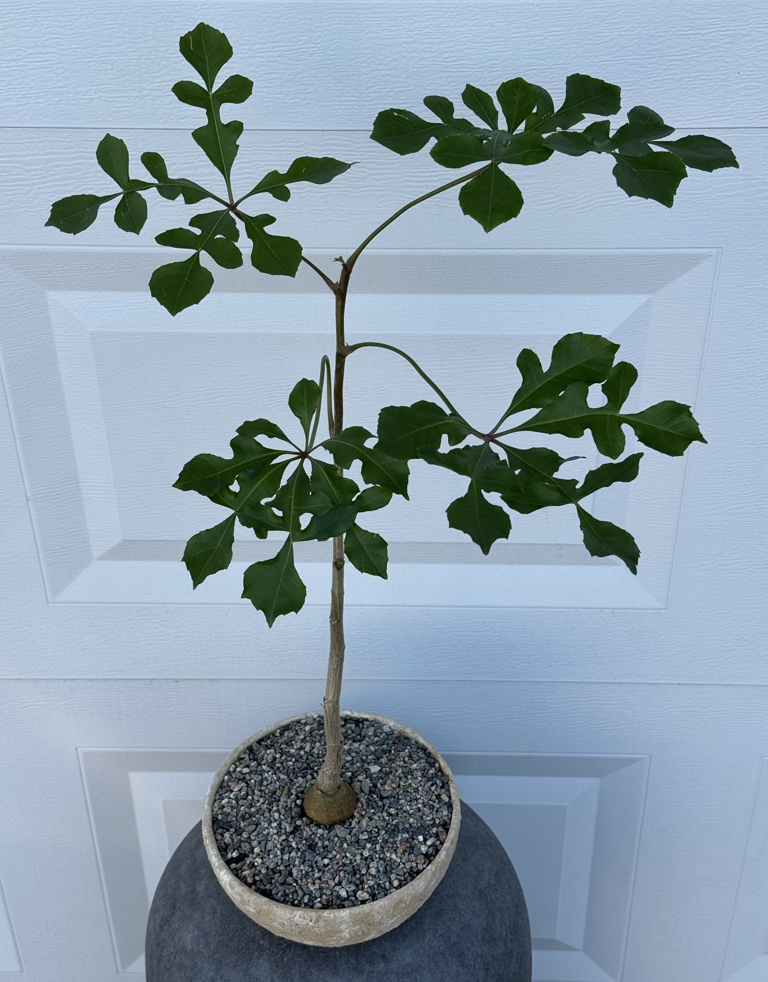 Cussonia Spicata ‘Snowflake Shaped Leaves’ (Planter Included) #C1
