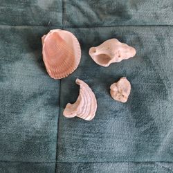 Seashells