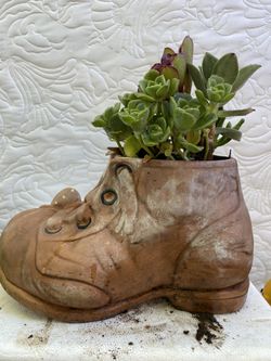 Succulent in big composite shoe pot