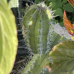 Variedad De Plantas Ala Venta Diferentes Precios 