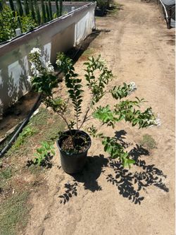 Crape Myrtle - 5 gallon