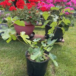 fig tree plants