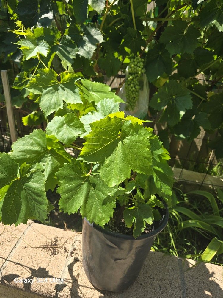 Grape Plant
