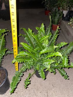Indoor/outdoor One gallon pot Kimberly queen fern, 95820