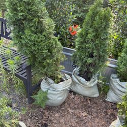 Landscaper’s Special — 6 Hedges’-American  Pillar Arborvitae—5 foot