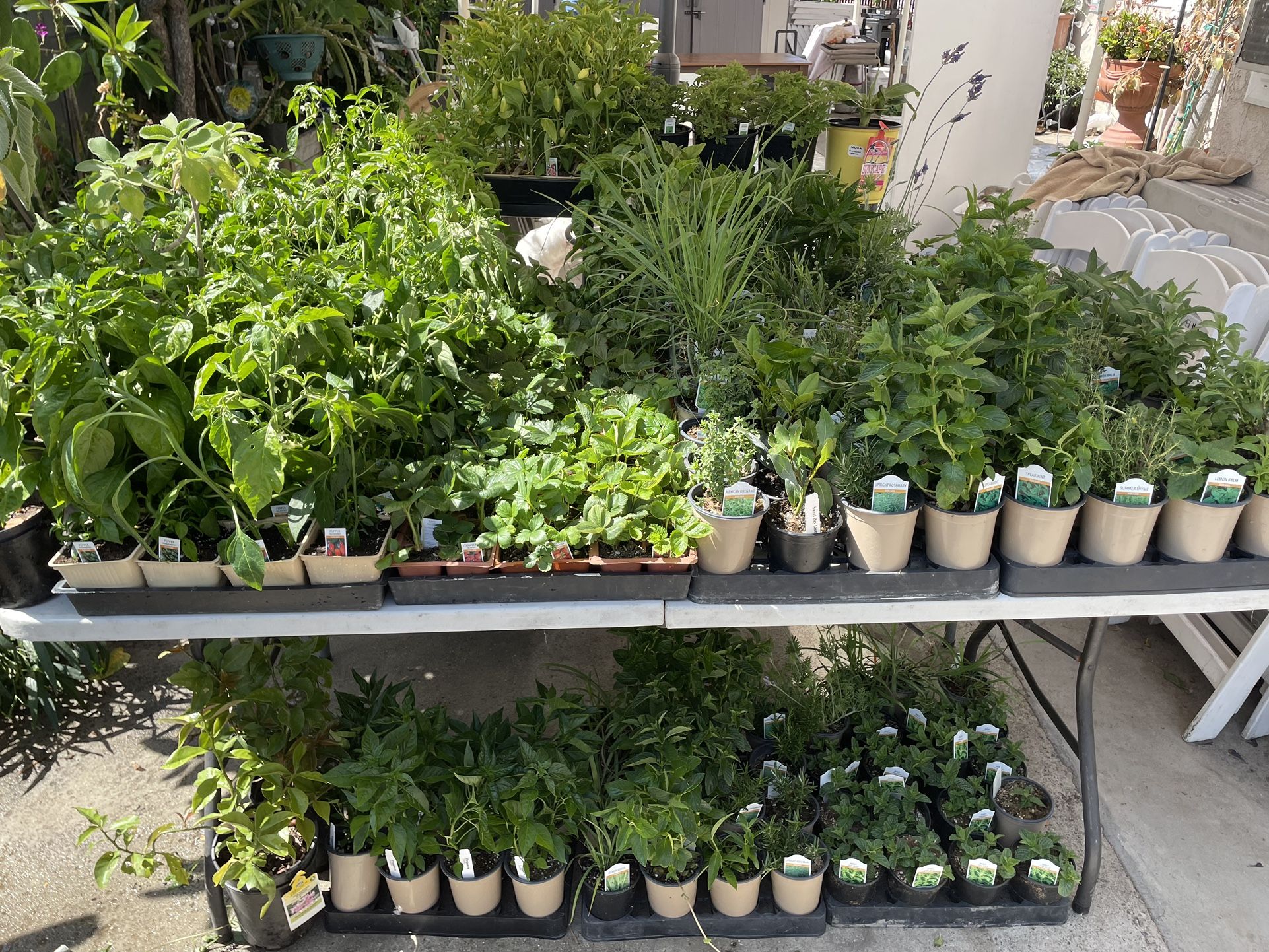 Herb Plants And Chili Plants