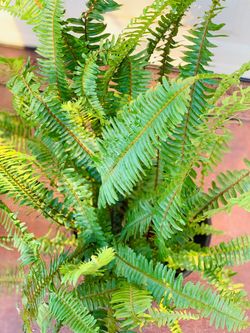 Beautiful Plant