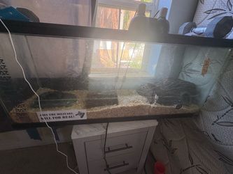 Large ball python