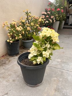 Corona de Cristo Blanca