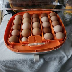 Eggs For Sale