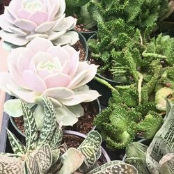 Mix Succulents Plant.
