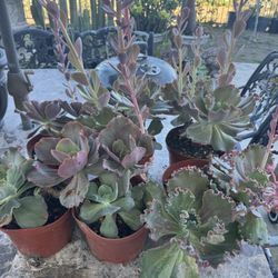 Succulent Plants 