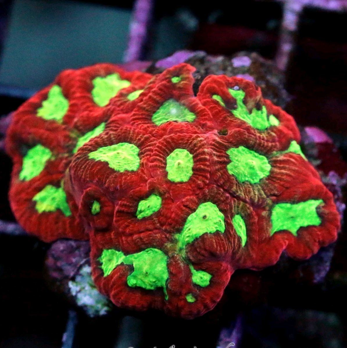 High Quality Red & Green Favia