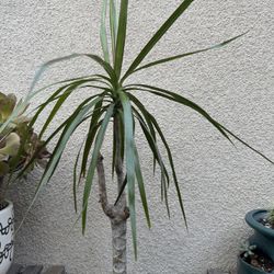 Dracaena Marginata Plant