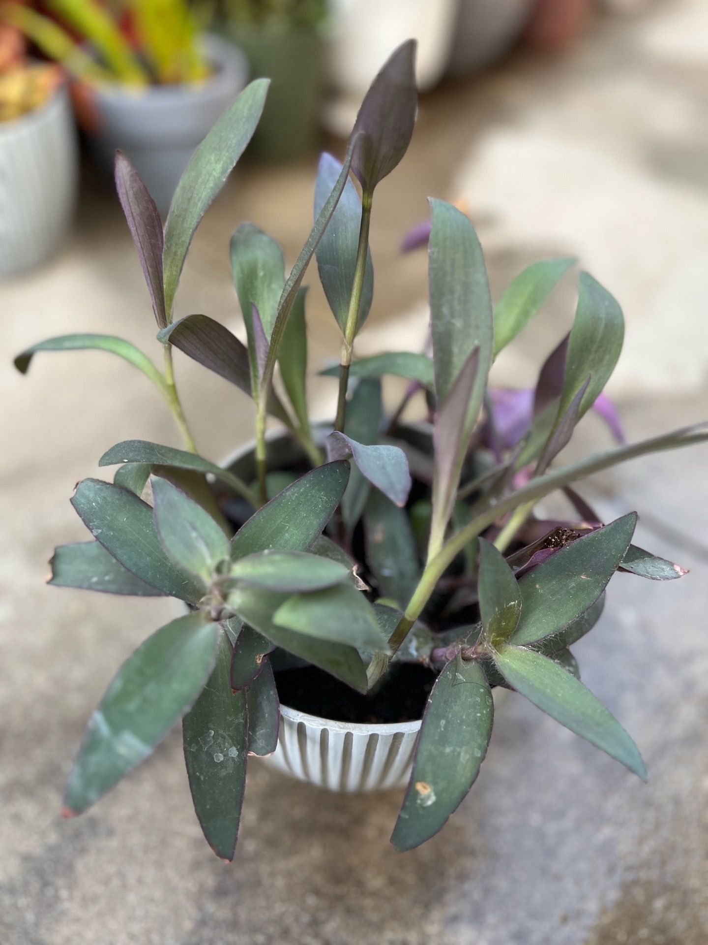 Tradescantia pallida, also known as Purple Heart or Purple Queen