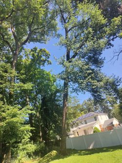 We Cut Tree