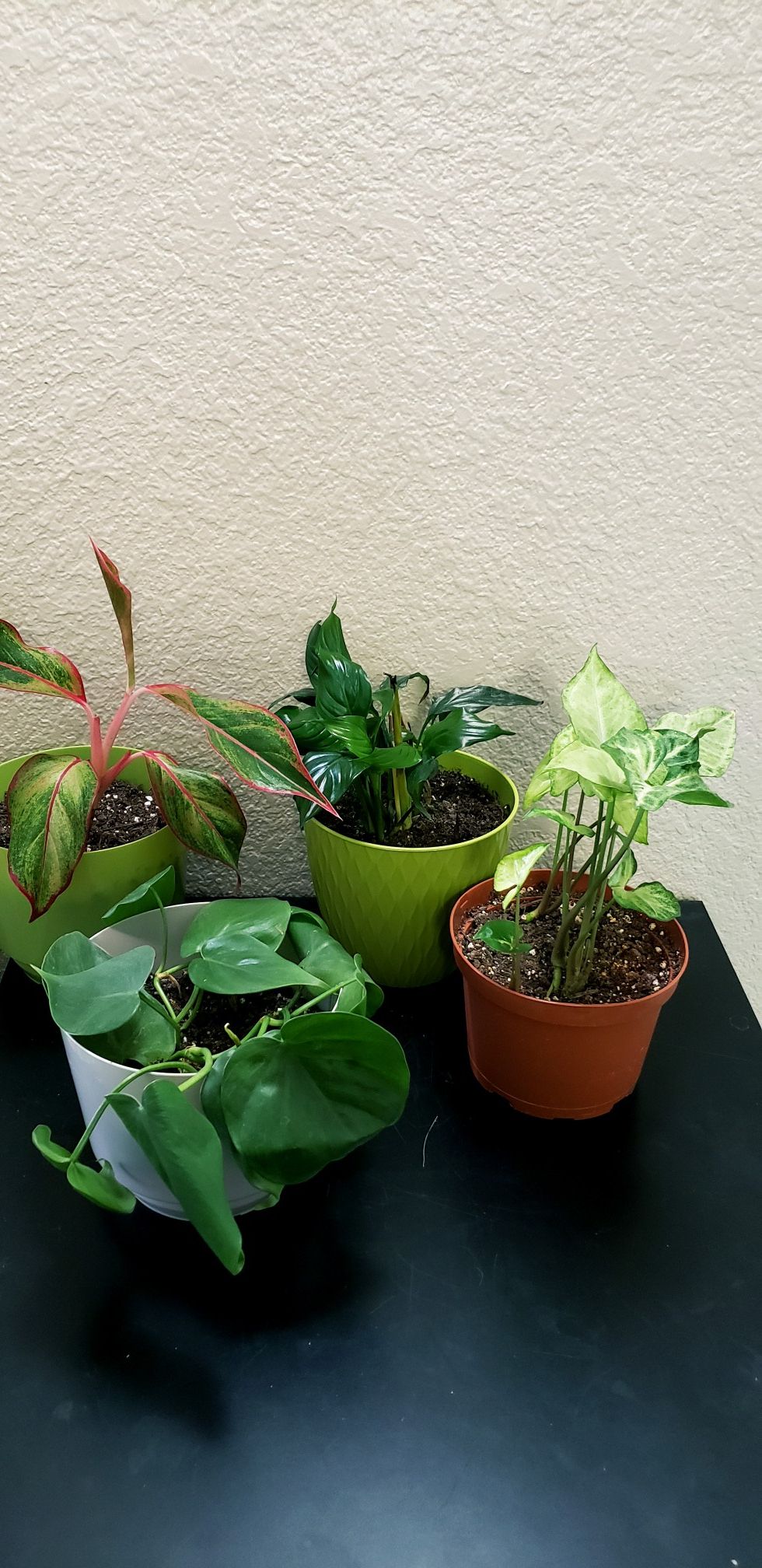 4 live indoor houseplants