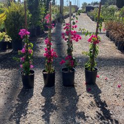 Bougainvilleas