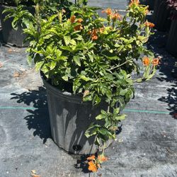 Crossandra - 3 Gallons