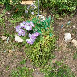 Plants N Hanging Baskets