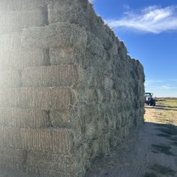 Clean 5 Cut Alfalfa/ 5 Corte Alfalfa limpia 90-100lbs
