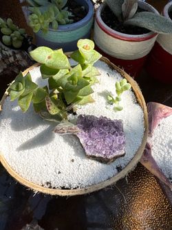 Plants cute for gift