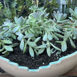 Succulent bowl