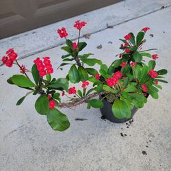Crown Of Thorns Plant