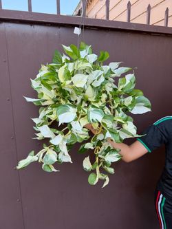 6” xl pothos ivory night very full