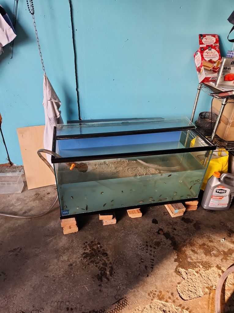 Fish Tank 
