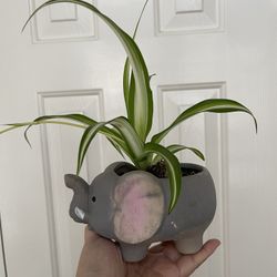 Beautiful Variegated Spider Plant With Cute Pot