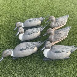 Avian X Pintails