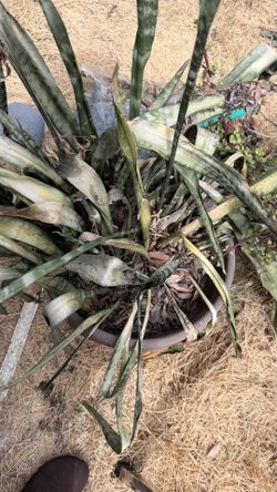 Plants