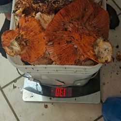 Lobster Mushrooms