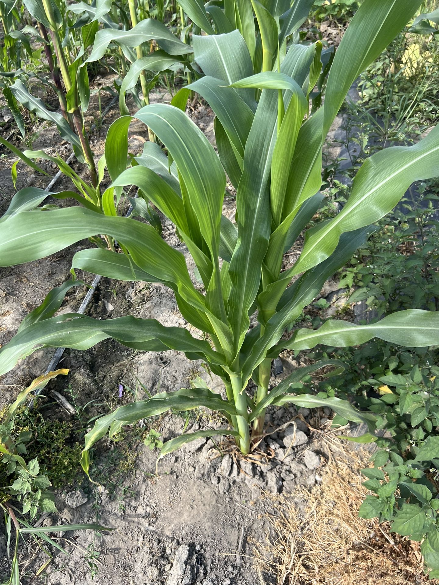Hojas De Milpa